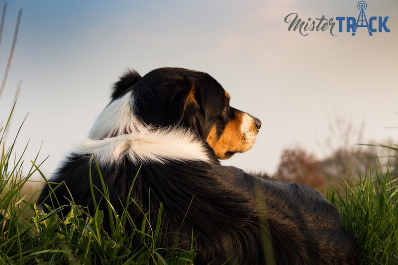 Balise GPS Mister Track pour les chiens de chasse