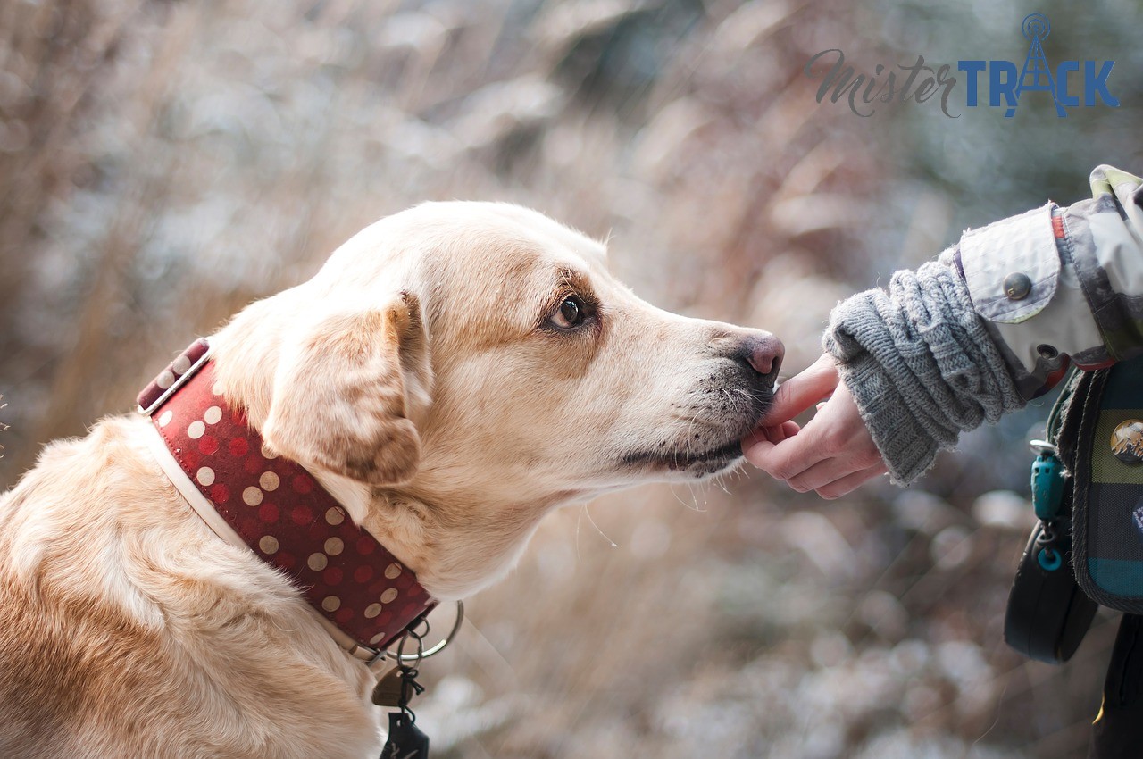 Balise GPS Mister Track pour la protection des animaux de compagnie